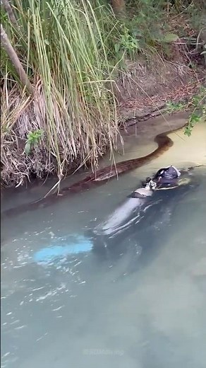Swim with a Giant Anaconda... Unbelievable Encounter in Brazil!