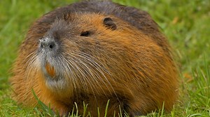 Rongeur herbivore vivant dans l'herbe