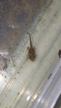 Tadpole to Frog | Amazing Transformation 😱 #tadpole #froglife #naturelovers #villagelife