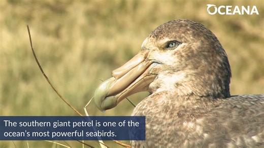 6K views · 144 reactions | The southern giant petrel is one of the ocean’s most powerful seabirds! | Oceana | Facebook