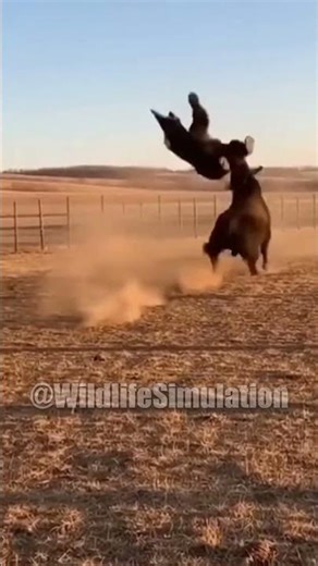 Bull vs Bear 🐂🐻 | This Hit Was Insane #shorts #animalfight