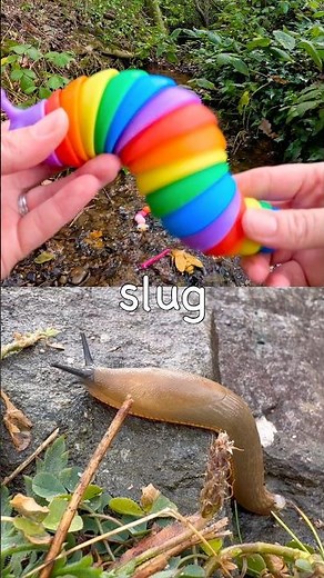 Learn Bug Insect Names for Kids at the Stream: Stick Insect Slug Rhino Beetle Ladybug Butterfly