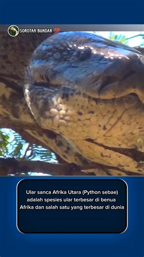 Ular sanca Afrika Utara (Python sebae), yang juga dikenal sebagai sanca batu Afrika, adalah spesies ular terbesar di benua Afrika dan salah satu yang terbesar di dunia. Memiliki tubuh yang kekar dengan pola bercak gelap tidak beraturan berwarna cokelat tua yang dikelilingi garis hitam dan putih. Kepalanya berbentuk segitiga dengan tanda khas menyerupai "ujung tombak" di bagian atas. Tersebar luas di Afrika Sub-Sahara, mulai dari Senegal di barat hingga Ethiopia dan Somalia di timur, serta ke sel