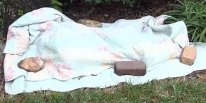 UF IFAS expert on how to protect your plants from a hard freeze