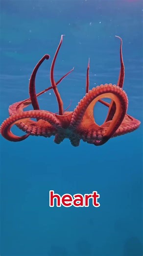 did you know that octopuses have 3 hearts and blue blood #octopus #alien #viral