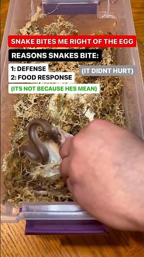 Baby Snake BITES Me Right Out Of The Egg💪🐍