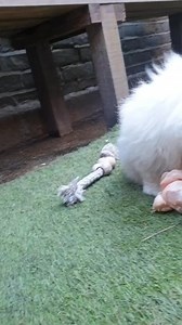 #dogs #bulldozer #dog #bulldo #Bulldog #doglover | Style you way