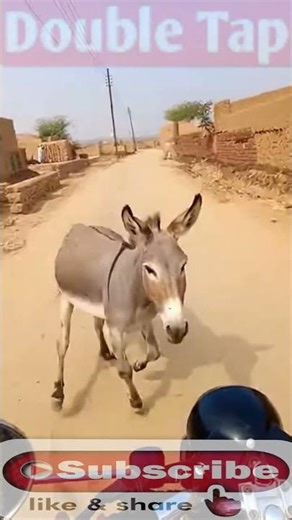 Donkey’s Unexpected Move Goes Viral! #shorts, #donkey, #animals, #animalshorts, #viralshorts