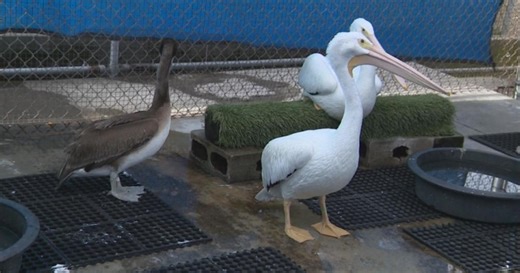 Huntington Beach wildlife center in dire need of help after storms damage facilities