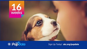 Puppies are cute and confusing! Subscribe to Pupdate from AKC for custom advice, tips, and milestones based on your puppy's breed and age. | American Kennel Club