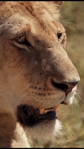 Unveil the Marvels of Tanzania's Wildlife Safari! At Tanzania Discoveries, we are dedicated to curating extraordinary experiences for our esteemed guests. Immerse yourself in the resplendent landscapes of Tanzania, where a flourishing tapestry of wildlife awaits and nature's spectacles unfold at every twist and turn. Allow us to be your trusted compass as we unveil the epitome of Tanzania's wildlife safari, the awe-inspiring Kilimanjaro trekking, and the idyllic tropical vistas of Zanzibar's par