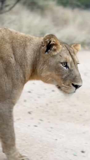 14K views · 466 reactions | What sorcery is this? A Leopard turns...