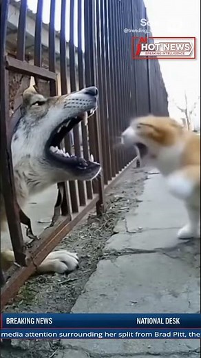 Breaking News: Fearless Cat Defends Its Territory, Outwits a Wolf at the Fence