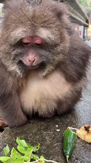 monkey.fengchun on TikTok
