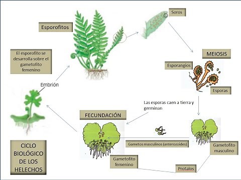 Tema 8. Relación y Reproducción en las Plantas. Vídeo 2. Reproducción de Musgos y Helechos.