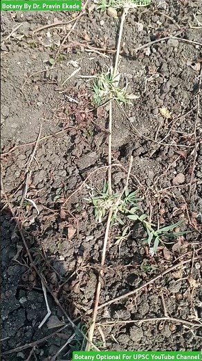 Runner of Grasses - Grass Runner Helps in Vegetative Reproduction - Difference in Stolon and Runner
