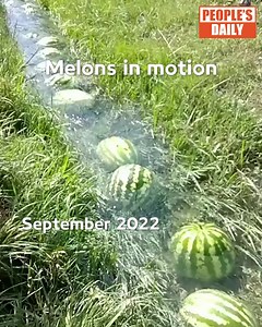 59K views · 1K reactions | Moving heavy #watermelons can be hard work, but don't sweat it. Chinese internet users have found a watery means of alternative transportation. #fun | WE ARE CHINA | Facebook