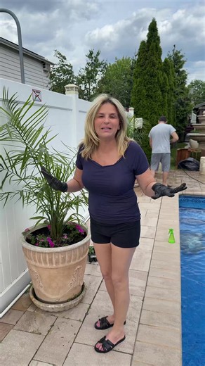 Planting my palm trees 🌴 #fyp #foryou #foryoupage #planting | tree planting