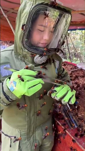 How to Handle Giant Hornets Safely #gianthornets #wildliferescue #hornetnestremoval