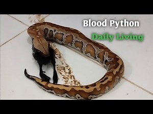 Snake Bl**d Python Attack on Duck Chicks/Live Feeding Documenter