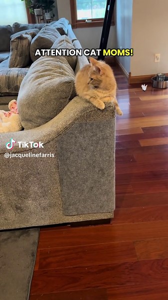 Protect Your Couch from Cats with Scratch Shields