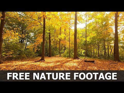 No Copyright Nature Video - Autumn Forest Walking - Free Stock Footage