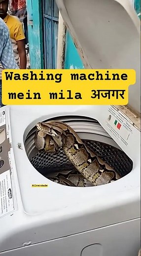 Python Found Coiled Inside a Mumbai Washing Machine