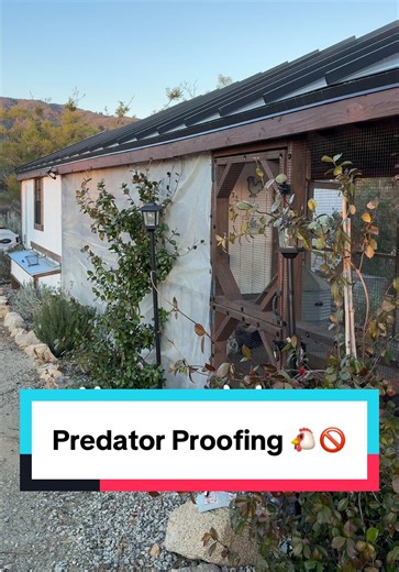 Ways predators breach chicken coops AND how to prevent it! 🐔🚫 #chickensoftiktok #predator #farmlife #tips #chickenkeeping