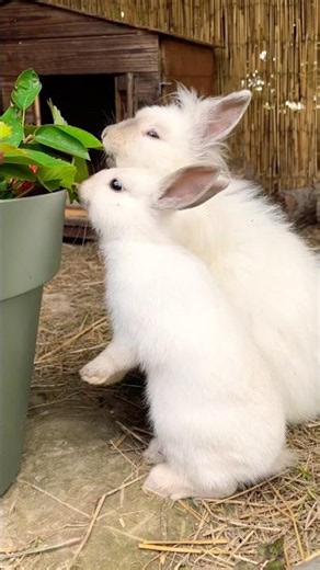 🍓The little white baby rabbit eats strawberry leaves with his mom