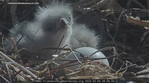 Livestream shows baby eagles hatched in southern California