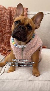 every single year, just lean into it ❤️ NEEDY collar by @vixblings (code POTATODOG) | Vixbull Frenchies