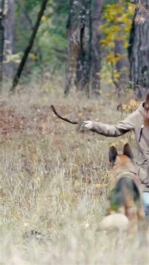 German Shepherd vs Australian Shepherd. Which is better German Shepherd or Australian Shepherd?