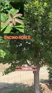 Encino Híbrido Natural #viverosregionales #adriancavazoscavazos #vivero #arboles #trees #quercus