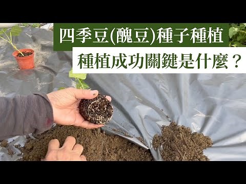 四季豆(醜豆)種子種植教學，育苗成功關鍵是什麼？ | 阿星種植