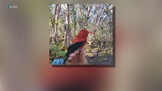 Oldest iiwi observed on Hawaii Island