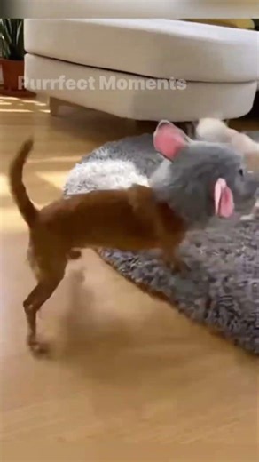 Chihuahua scared cat by wearing mask#cat #catsof #chihuahuas #prank #viralvideo