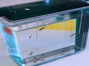 Imaging and 3D Reconstruction of Cerebrovascular Structures in Embryonic Zebrafish