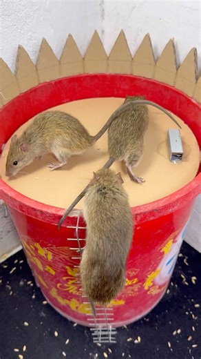 Mouse trap | ý tưởng bẫy chuột tự chế cực kỳ hiệu quả #rat