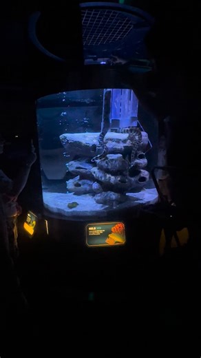 📍STATION TRAINING📍 …but make it eel-egant. 🐍🫧 In this video you’ll see two eels swim into their own pipes! Their individual “stations”, and hold position. It looks simple, but this is one of those foundation skills that quietly upgrades everything.⬆️ Because a station isn’t just a location… it becomes a reliable, comforting behaviour: “When I go here, good things happen, and I know what comes next.” That predictability is gold in new or changing situations; different keeper, different sessio