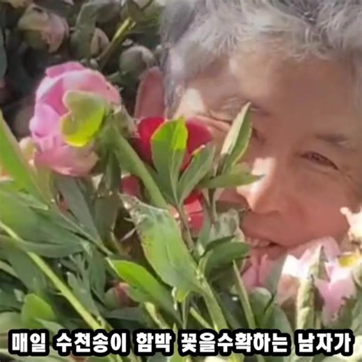 **"서울 교사가 안동 내려와 꽃작약에 빠진 이유"** #작약꽃배달 #꽃다발 #꽃작약 #사라버넷