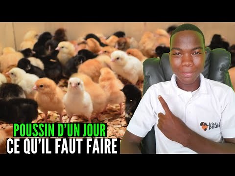 THE STARTING PHASE OF DAY-OLD CHICKS (Secrets to Saving Your Chickens in the Beginning) breeding