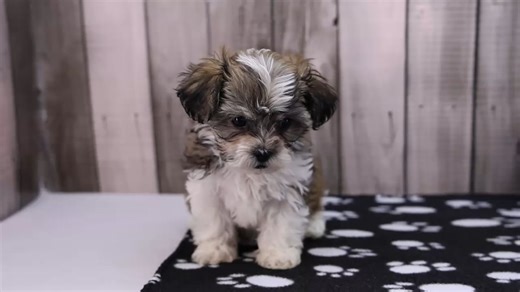 Shichon puppy for sale