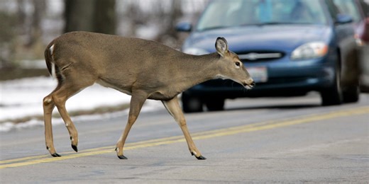 Deer-vehicle collisions peak in November, AAA offers advice on how to stay safe