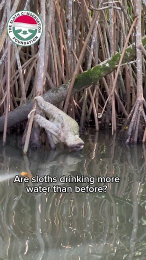 Although there’s still much to learn, sloth research is already positively impacting, for example, rescue centers, improving their rehabilitation programs, and making reintroductions more successful than before. Supporting sloth science and research is easy! Visit our website, get your gifts for the holidays, and help us save sloths! | The Sloth Conservation Foundation