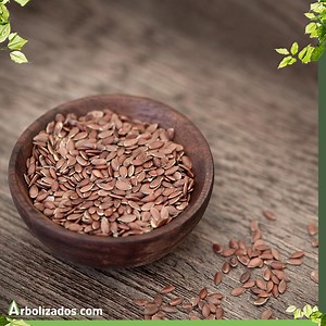 ¿Qué es una Semilla? Estructura y Tipos de Semilla 🌱