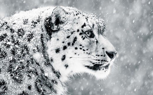 Snow Leopard Lifespan: How Long Do They Live in the Wild and in Captivity?
