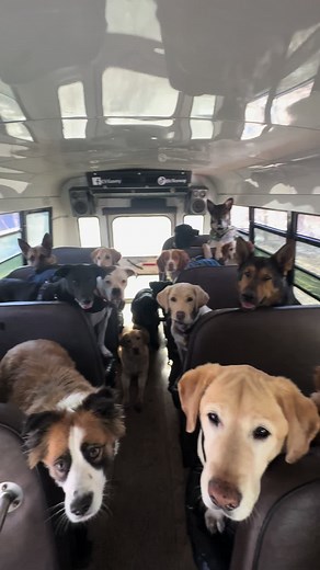 Friday Dog Snack Bus Adventure