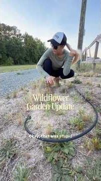 Each follower = 1 wildflower planted #wildflowers #wildflowergarden #flowergardening #gardenupdate