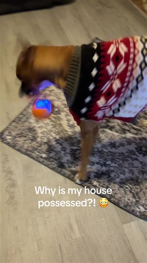 Keep Your Dog Engaged with the QGI Interactive Dog Ball