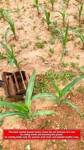 Hand-Pushed Weeder Removing Weeds Fast | Simple but Powerful Farming Tool